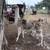Llamas 4 thumbnail