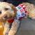 Cockapoo pup 1 thumbnail