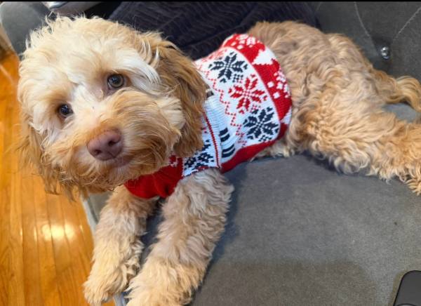 Cockapoo pup 1