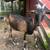 Alpine/Nubian Doe 1 thumbnail