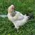 Bym green egger roosters 1 thumbnail