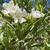 Beautiful Lush Oleander 3 thumbnail