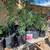 Trees 1 thumbnail