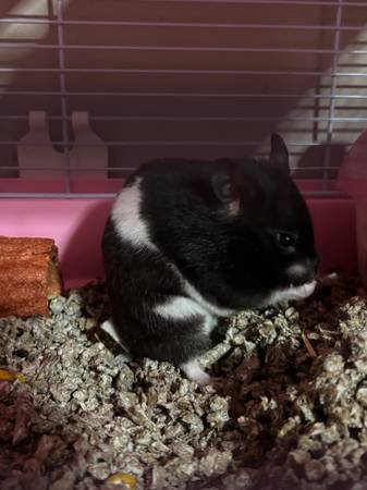 Hamster and supplies63843456192387124