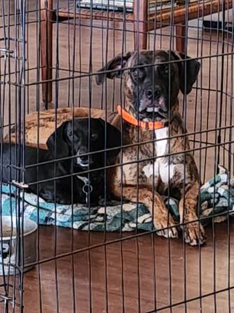 Dog for rehoming (Buchanan dam)64141766876674120