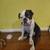 Bully Dog 1 thumbnail