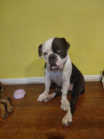 Bully Dog 1