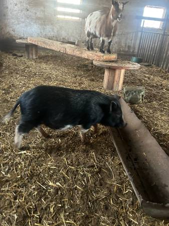 Potbelly Pig 1