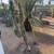 Cactus - Many Established Mature Specimens 19 thumbnail