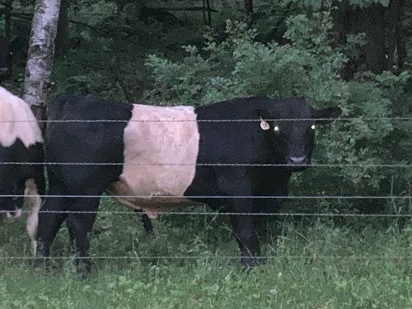 Belted Galloway bull for rent 1