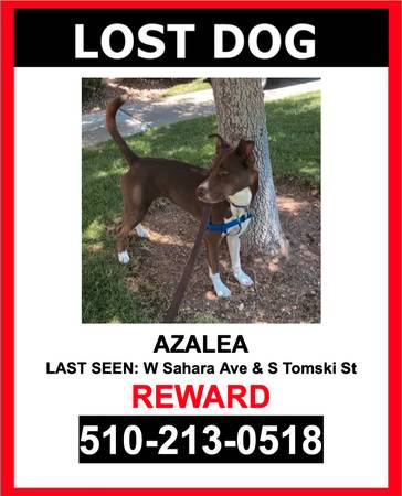 LOST PET - DARK BROWN W/ WHITE MARKINGS / MIXED / FEMALE -$$ Reward $$ (Las Vegas, NV)63907417981827120