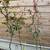 Flying Dragon ‘Poncirus Trifoliata’ Citrus Rootsock 3 thumbnail