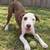 Arvada Adoptions 19 thumbnail