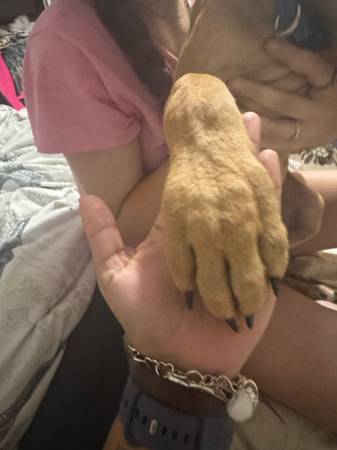 Rehoming pup (Houston)63859314890113122