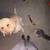 Pet groomer 2 thumbnail