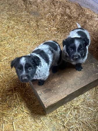 Blue heeler pups 1