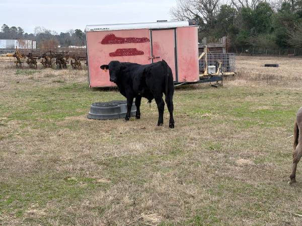 Yearling Bull for sale 1