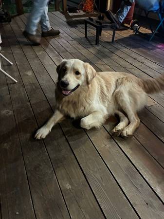 Golden Retriever (Seminole)63681433793411120