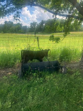 Bull calf 1