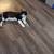 rehomeing my kitten 2 thumbnail
