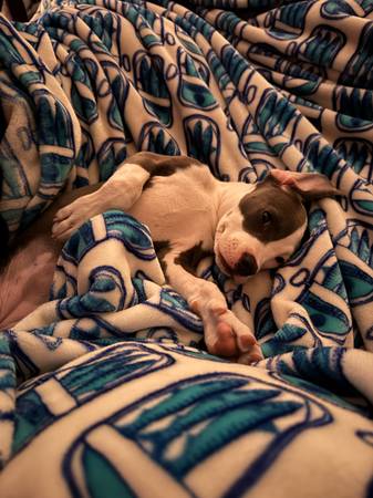 Bully puppy (Everett)64212387977859122