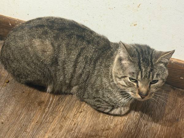 FREE Basic grey cat 1