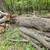 Oak firewood logs 4 thumbnail