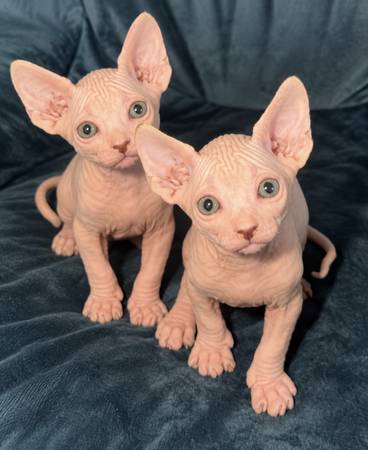 Kittens Sphynx