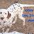 Dalmation Puppies 7 thumbnail