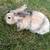 Bunnies 6 thumbnail