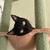 Looking to rehome my cat ~ cosmo 6 thumbnail