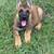AKC German Shepherd pups 2 thumbnail
