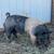 Weaner pigs 3 thumbnail