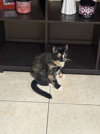 KITTENS IN NEED OF HOME LAS CRUCES (Las Cruces)63976189761410123