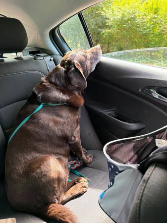 Found chocolate lab at Kingston high school (Kingston)