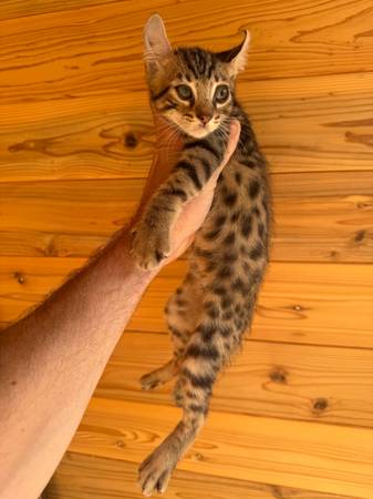 Lynx hybrid kittens (Encinitas)63819964868353121