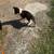 A miniature collie 1 thumbnail