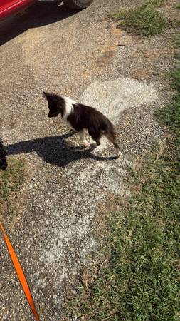 A miniature collie 1