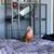 Two conures looking for a new home 6 thumbnail