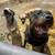 Female pup 7 thumbnail