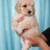 Maltepoodles 2 thumbnail
