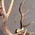Elk antlers 3 thumbnail