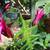 Berta's Plants 21 thumbnail