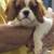 AKC Cavalier King Charles Spaniel puppies 3 thumbnail
