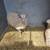 shetland sheep 4 thumbnail