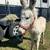 Donkeys 3 thumbnail