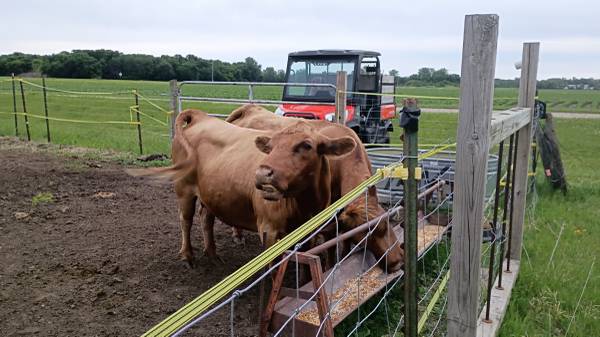 2 dexter cows 1