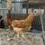 Young Chickens 4 thumbnail