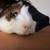 Two Male Guinea Pigs (Rehoming) 3 thumbnail