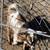 Pair Dwarf Goat kids 2 thumbnail